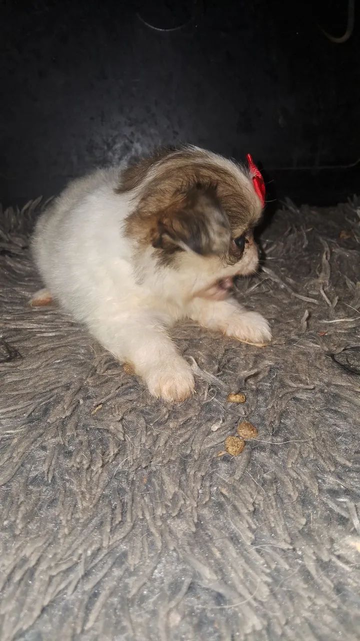 Menininha mini  - Foto 5