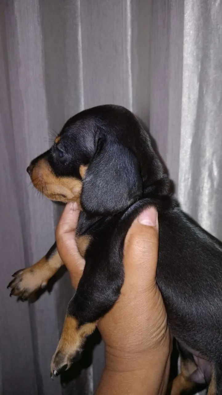 Vendo femea pronta entrega de basset mini - Foto 2