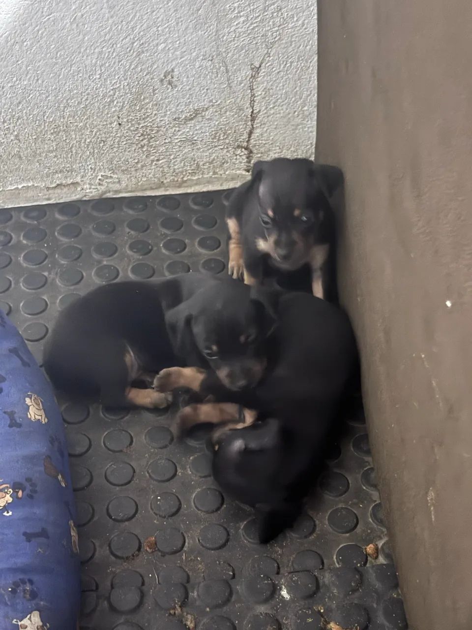 Vende se pinscher 01 - Foto 2