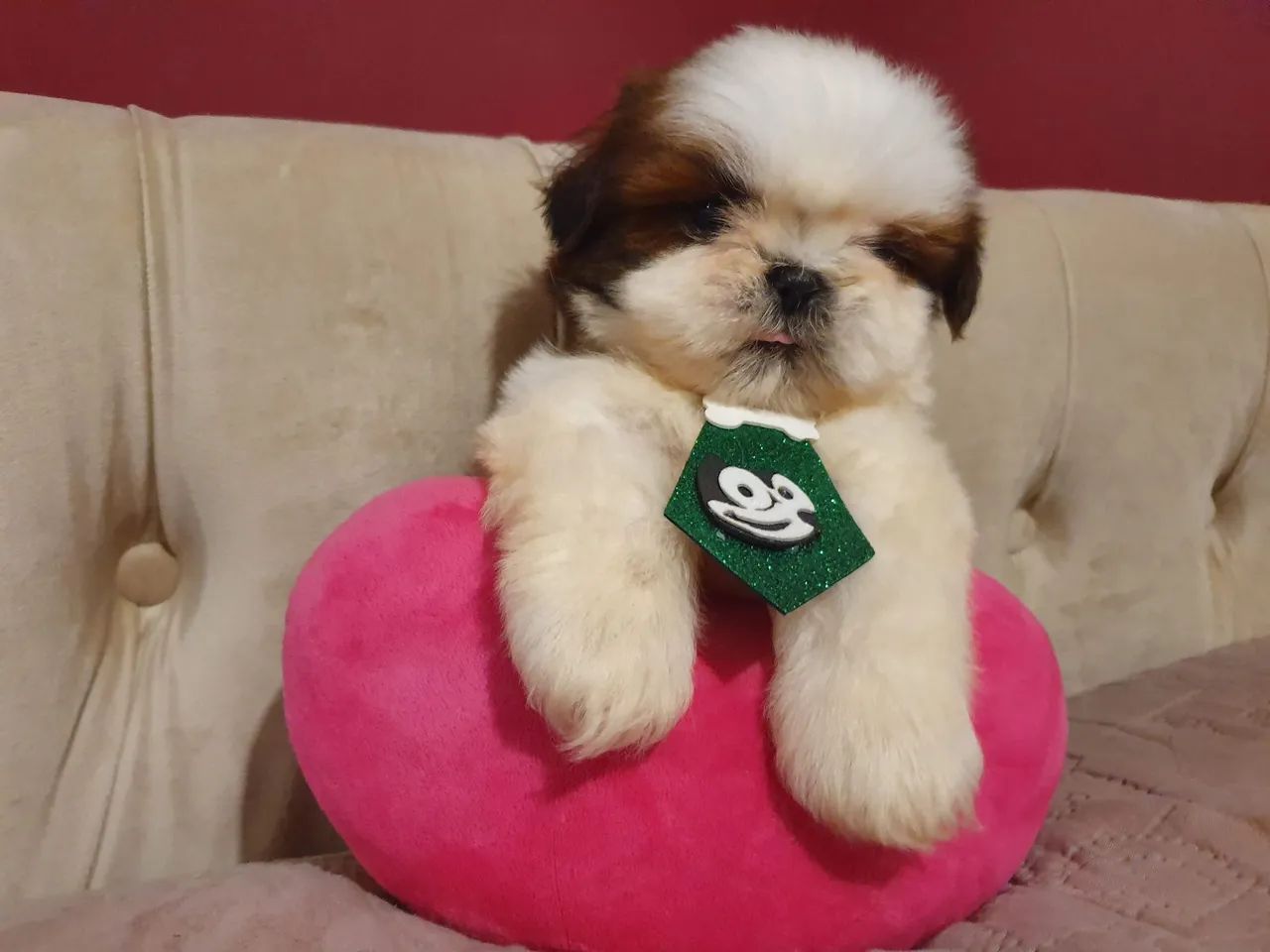 Lindo filhote de shih tzu macho  - Foto 2