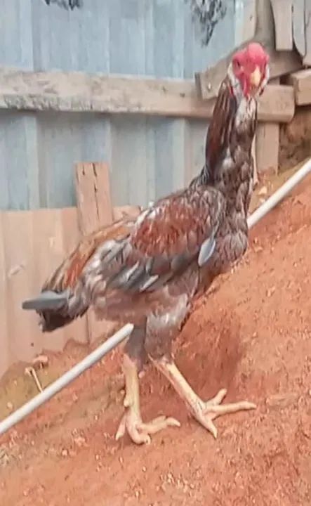 Frango Calcutá  - Foto 2