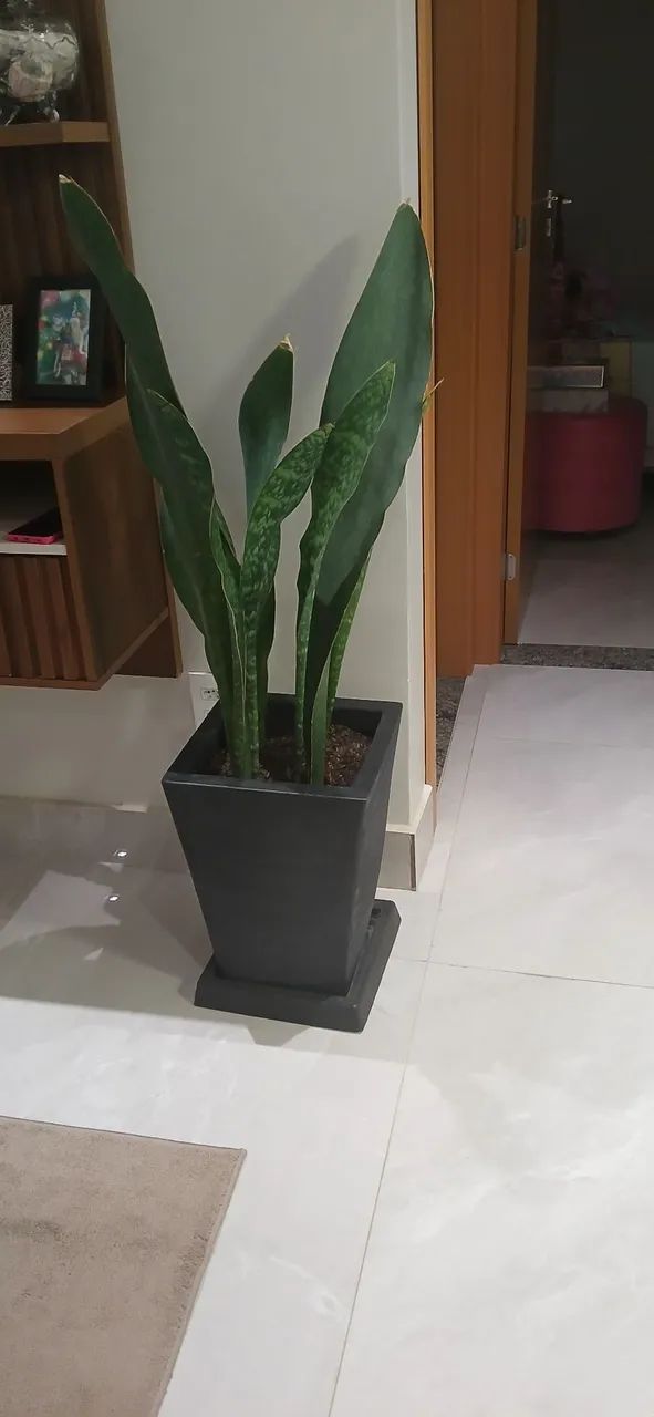 Plantas  decoração  - Foto 2