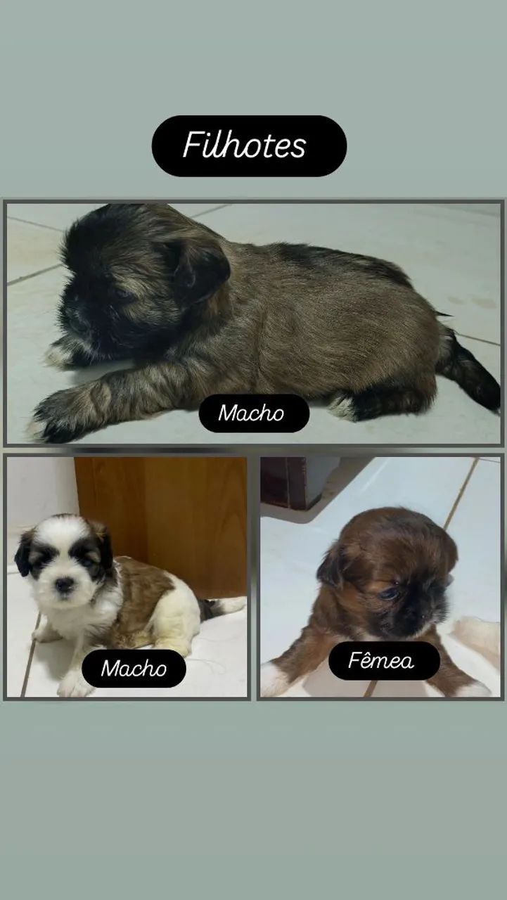 Vendo filhotes  - Foto 3