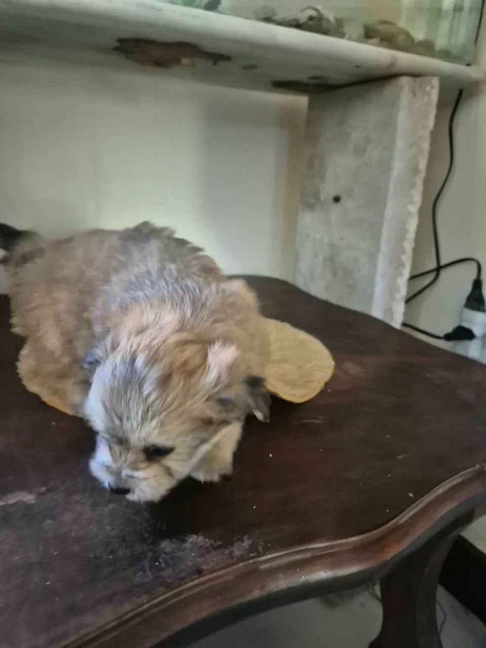 Cachorro spitz-alemão - Foto 2