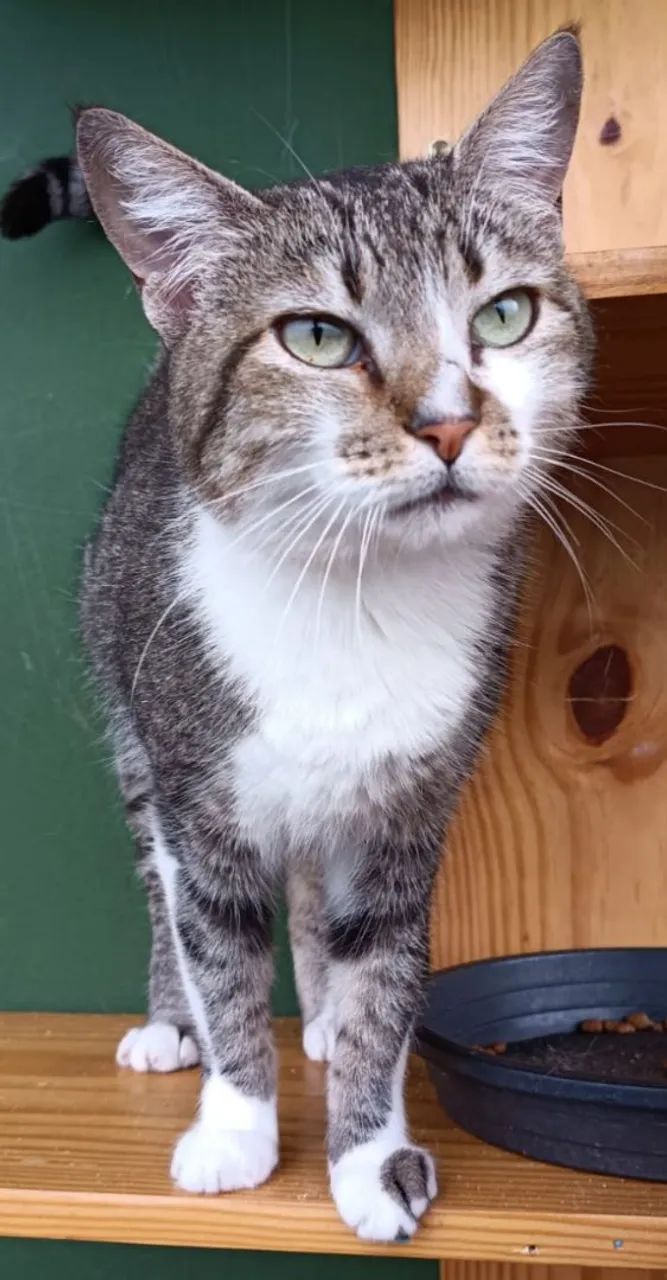 Doação de lindas gatinhas  - Foto 2