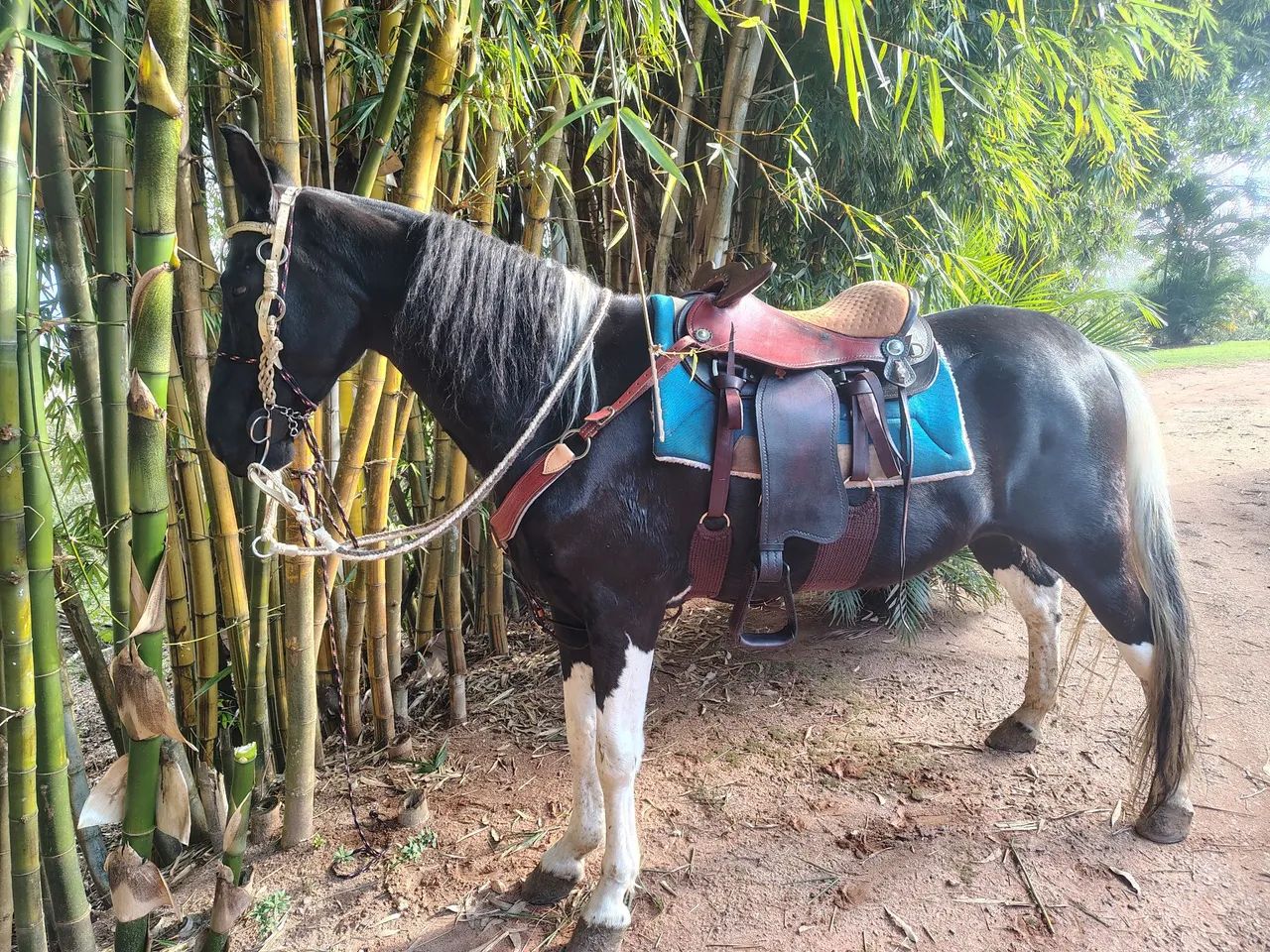 Cavalo bom de sela a venda! - Foto 2