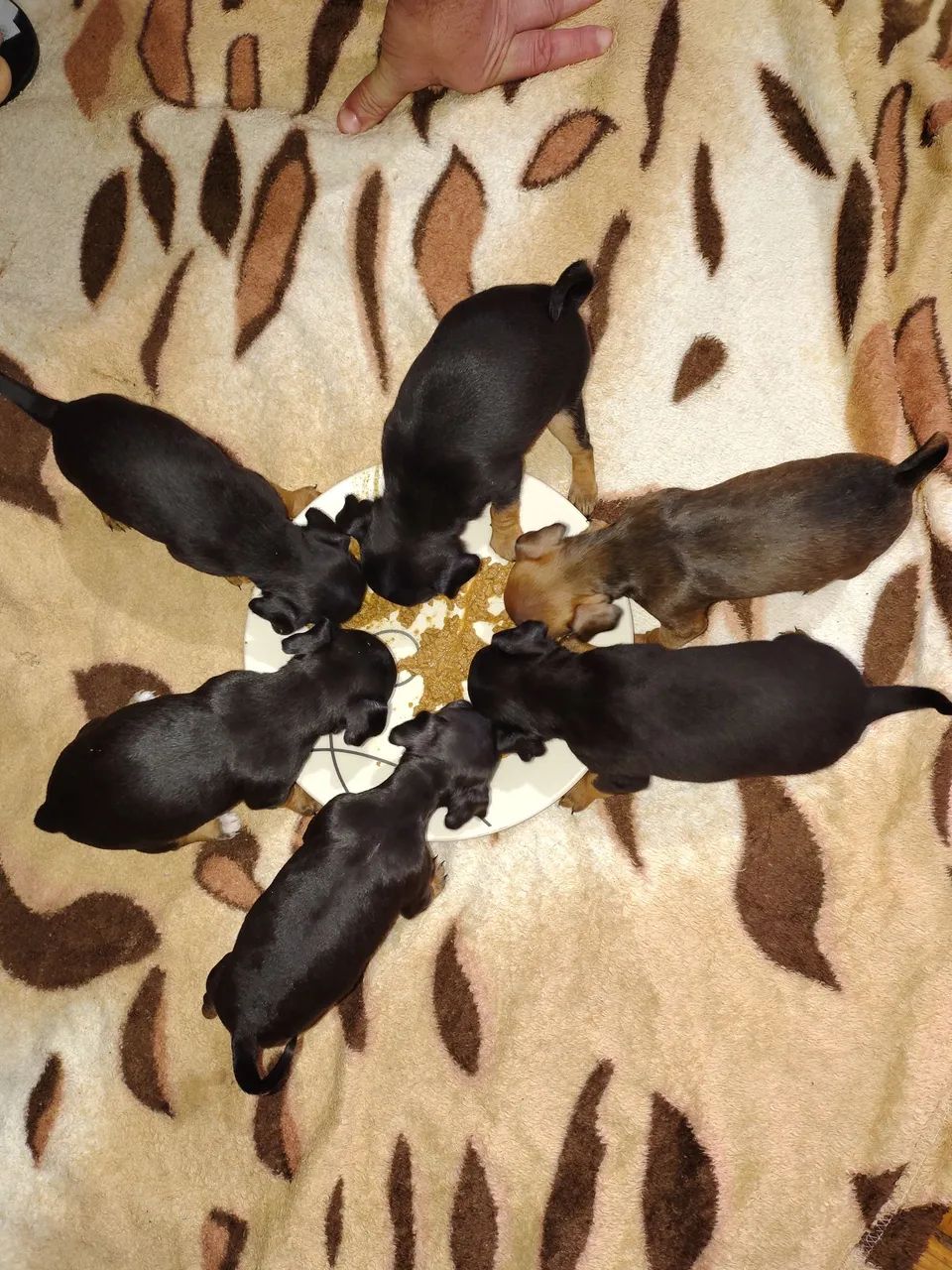 Pinscher 