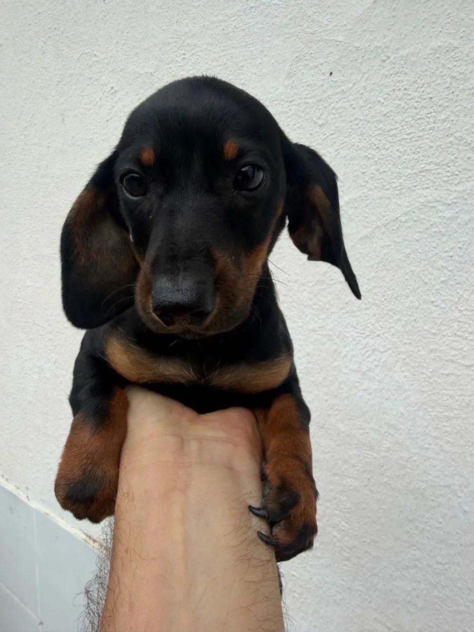 Dachshund / teckel