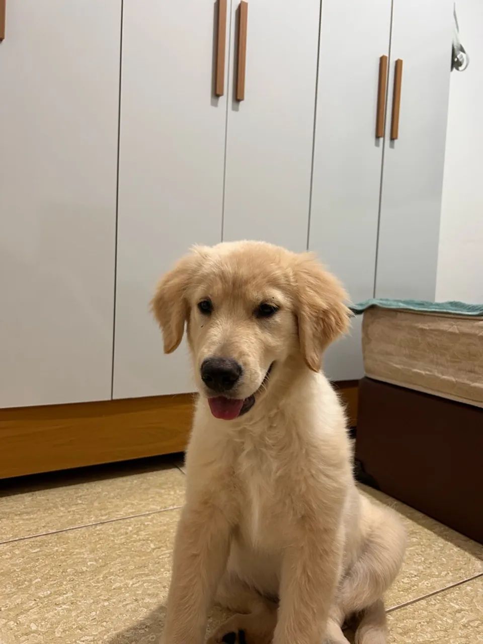 Golden - 4 meses - Foto 2