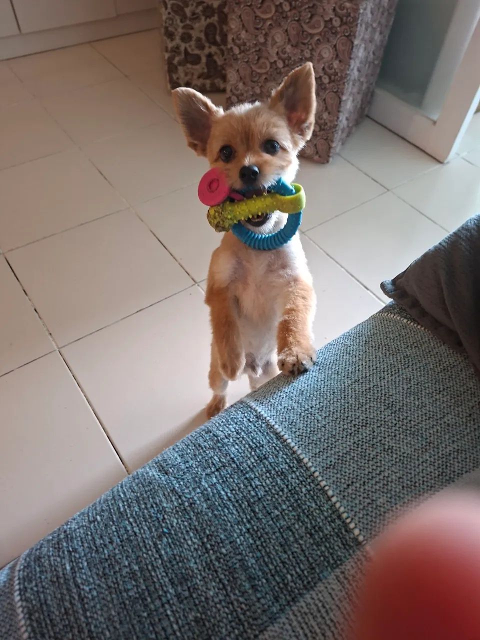 Chiwawa lindo 