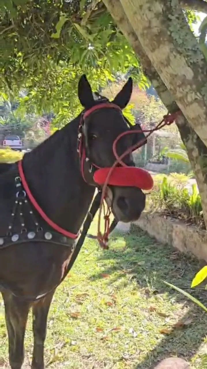 ÉGUA DE CHARRETE  - Foto 3