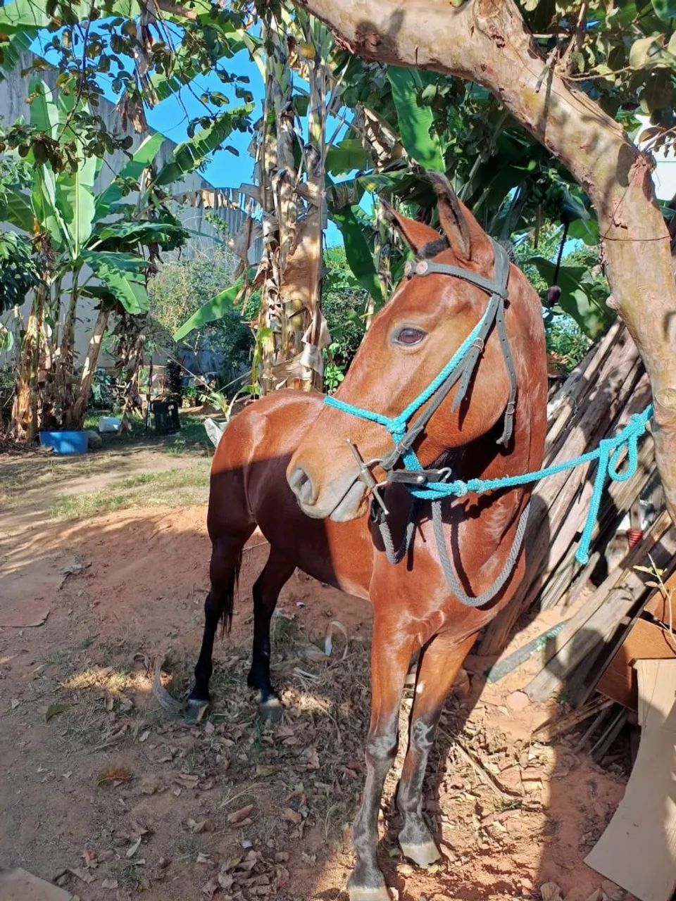 Égua castanha $ 2.500 - Foto 2