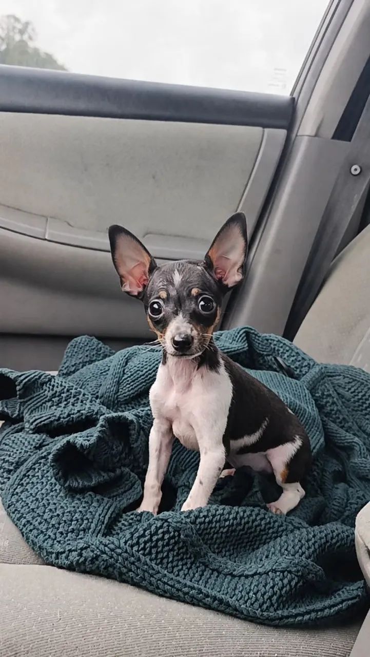 Pinscher fêmea e macho zero