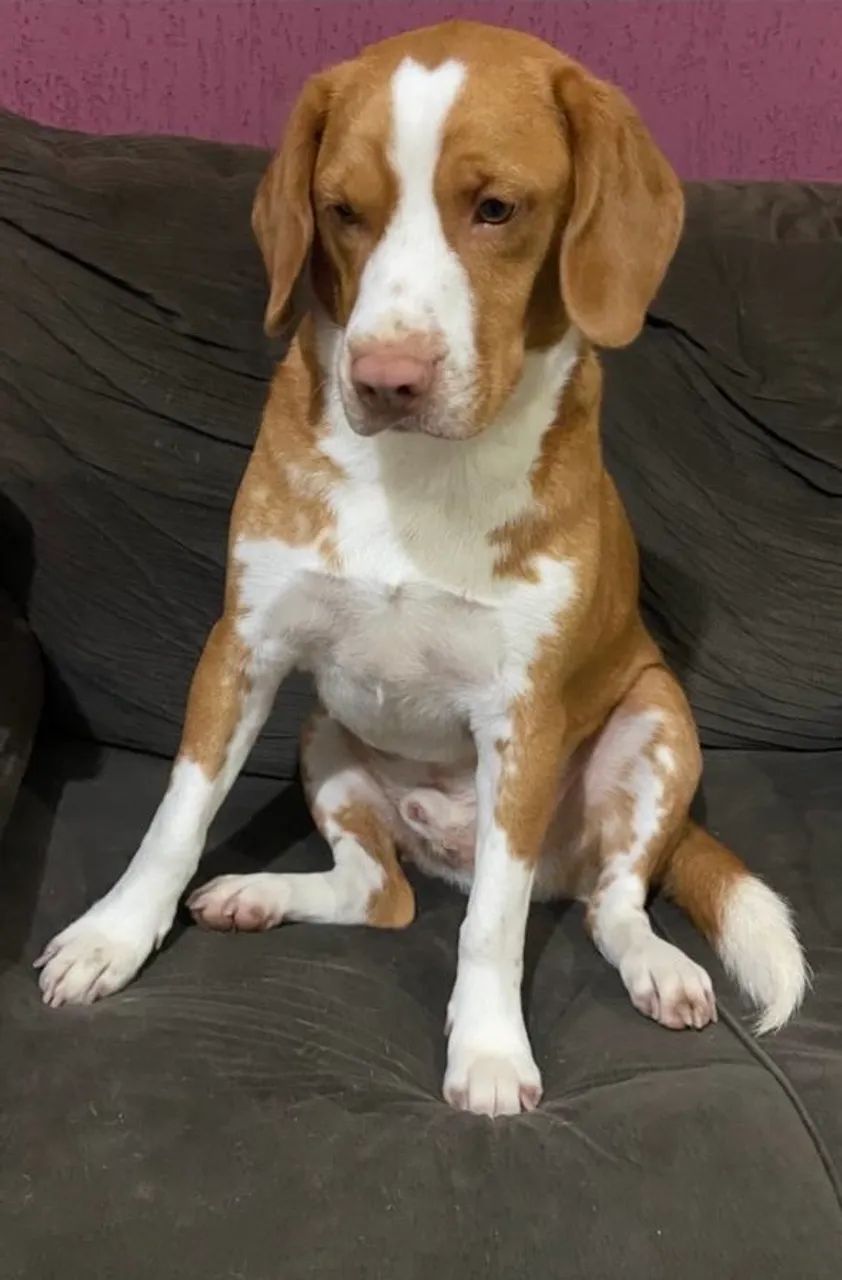 Doa-se beagle macho - Foto 2