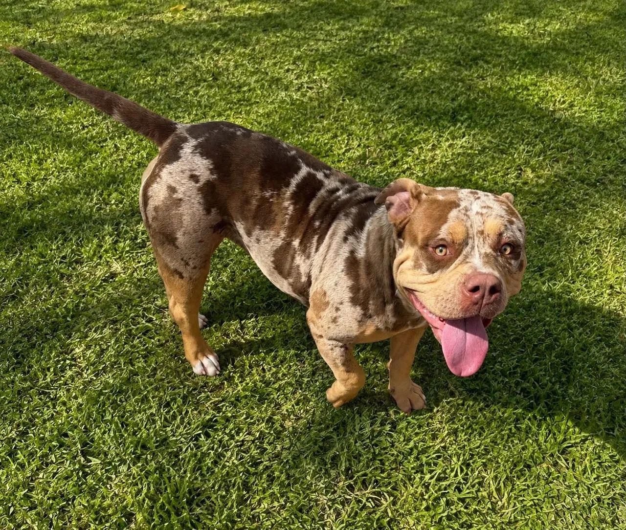 American Bully  - Foto 5