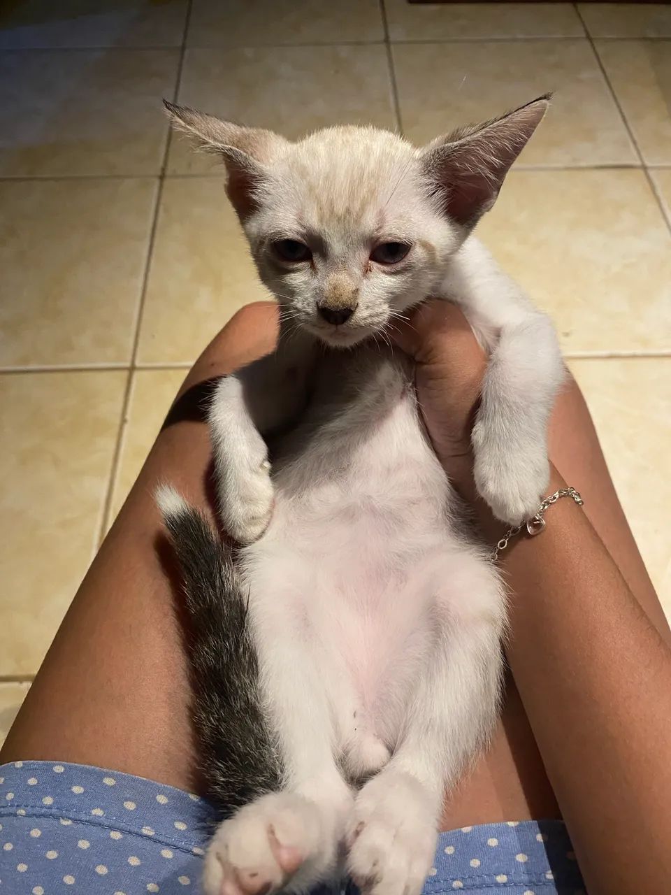 Doação de gatos