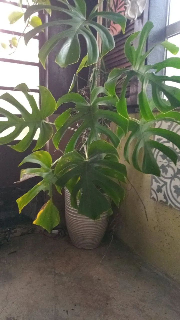 Linda planta Costela de Adão grande 1,10cm
