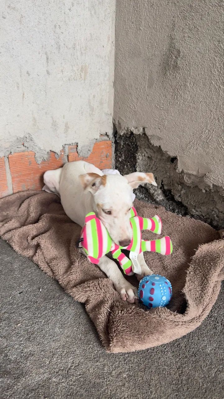 Filhote - DOAÇÃO  - Foto 2