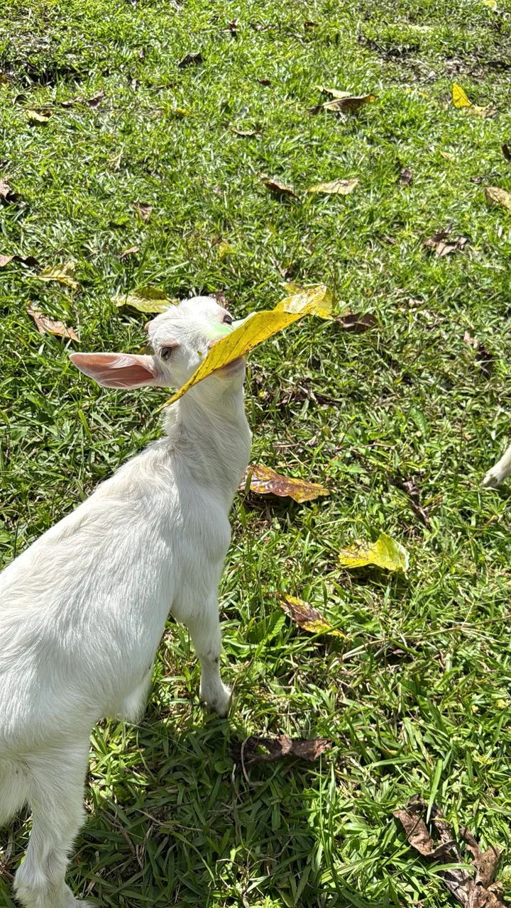 Cabritas de raça leiteira  - Foto 5
