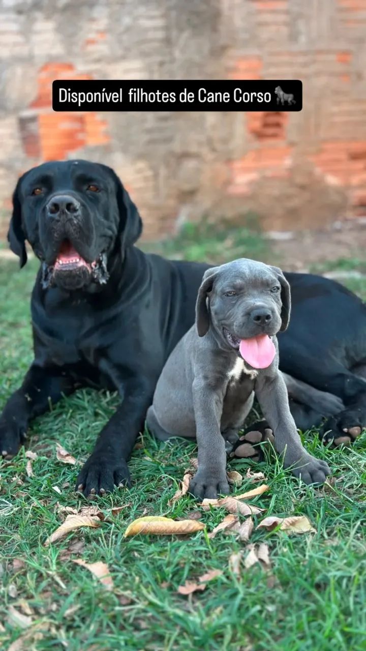 Filhotes de Cane Corso  - Foto 5
