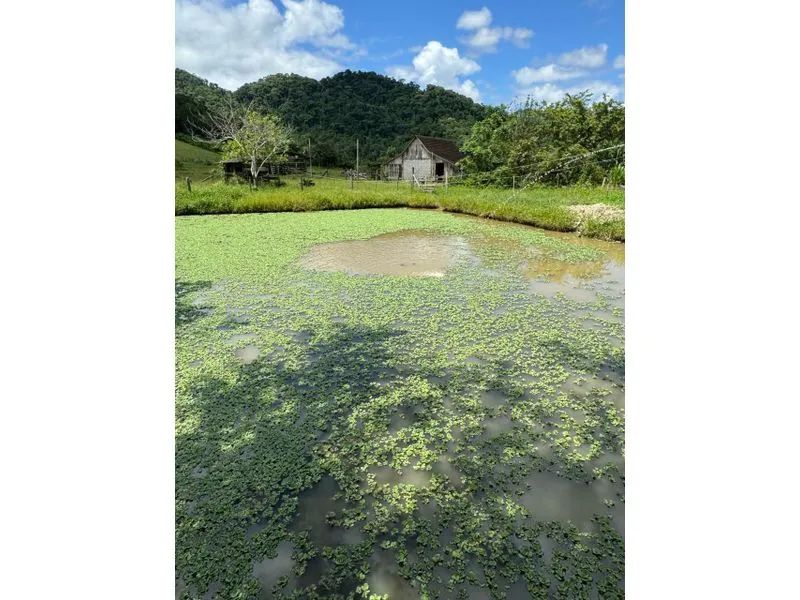 Terreno RIO DOS CEDROS - SC - Foto 5