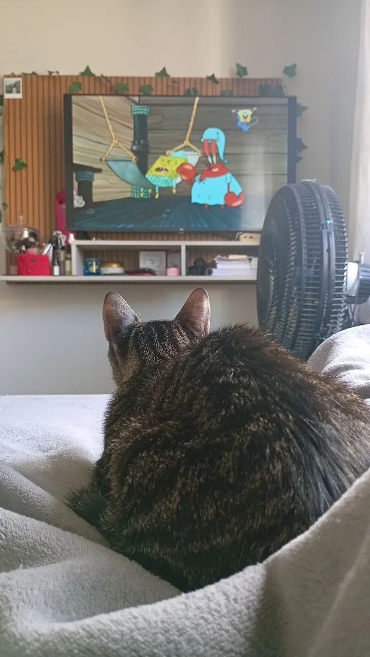 Adoção de gatinho  - Foto 5