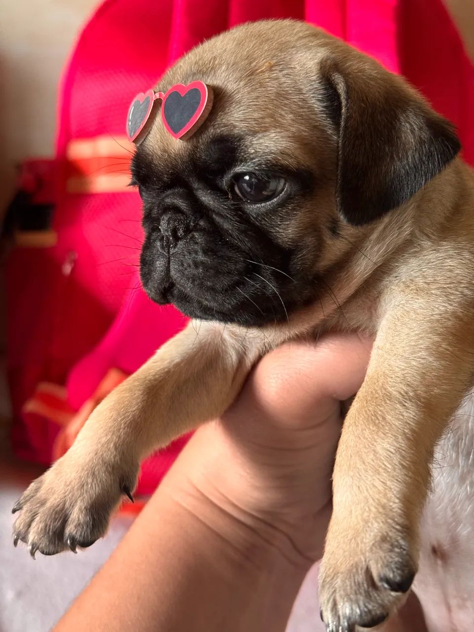 Vendo Pugs filhotes  - Foto 2