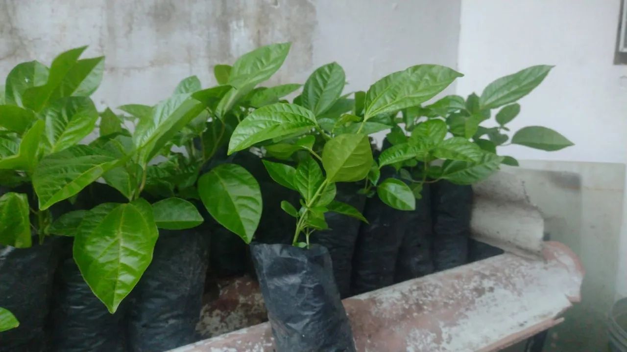 Mudas de maracujá  - Foto 3