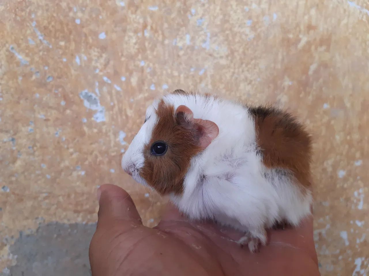 PORQUINHO DA INDIA 