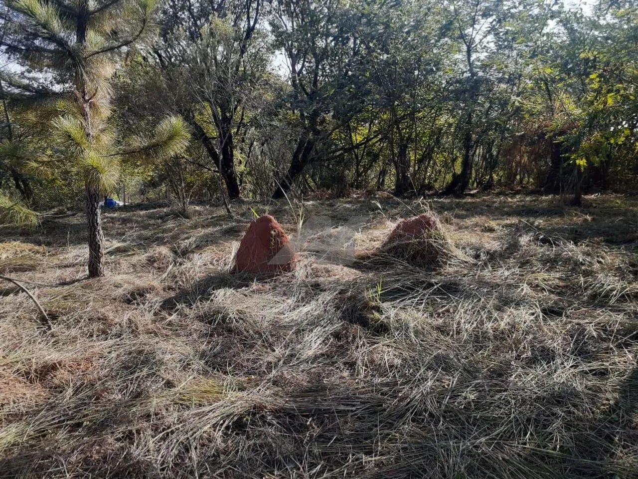 terreno - Joaquim Egídio - Campinas - Foto 2