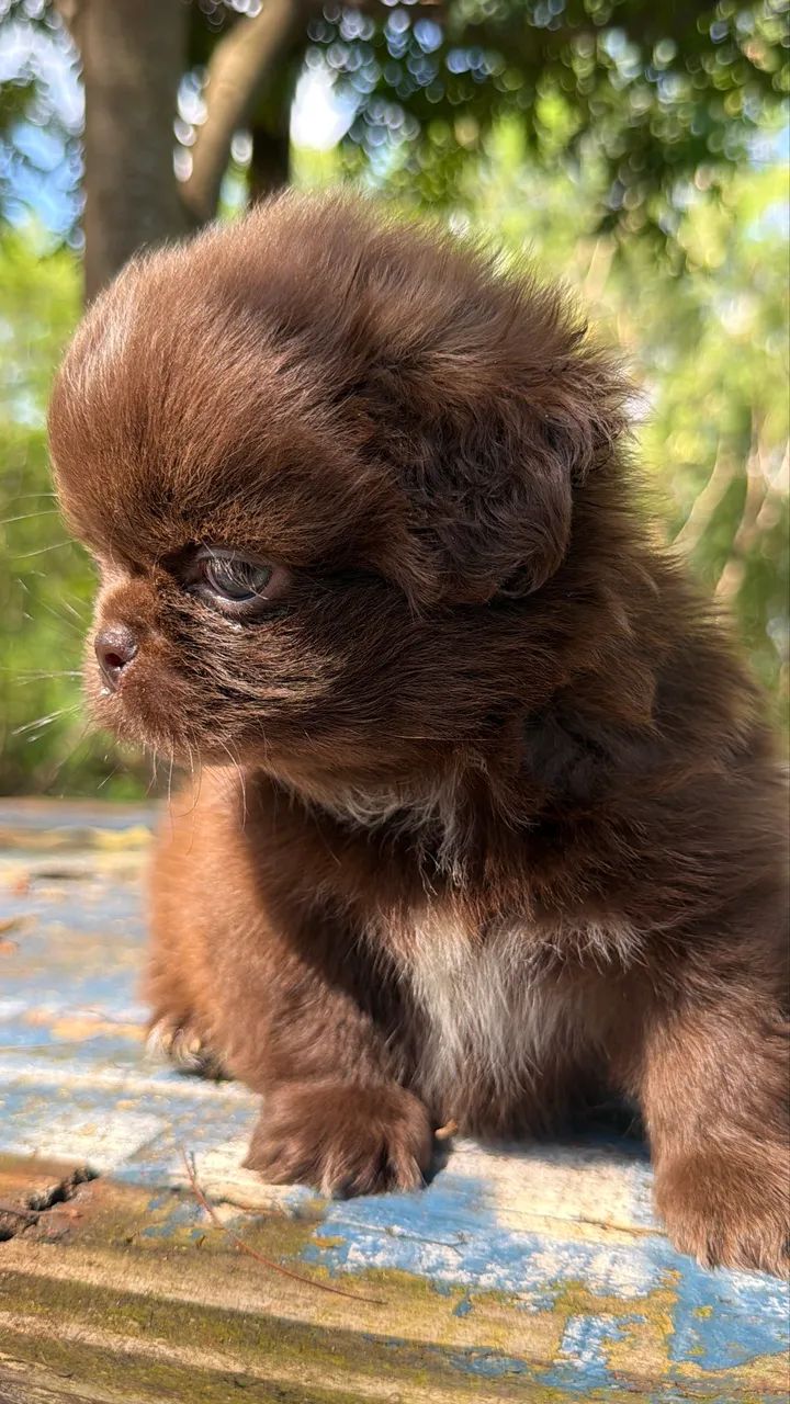 Shihtzu chocolate  - Foto 4