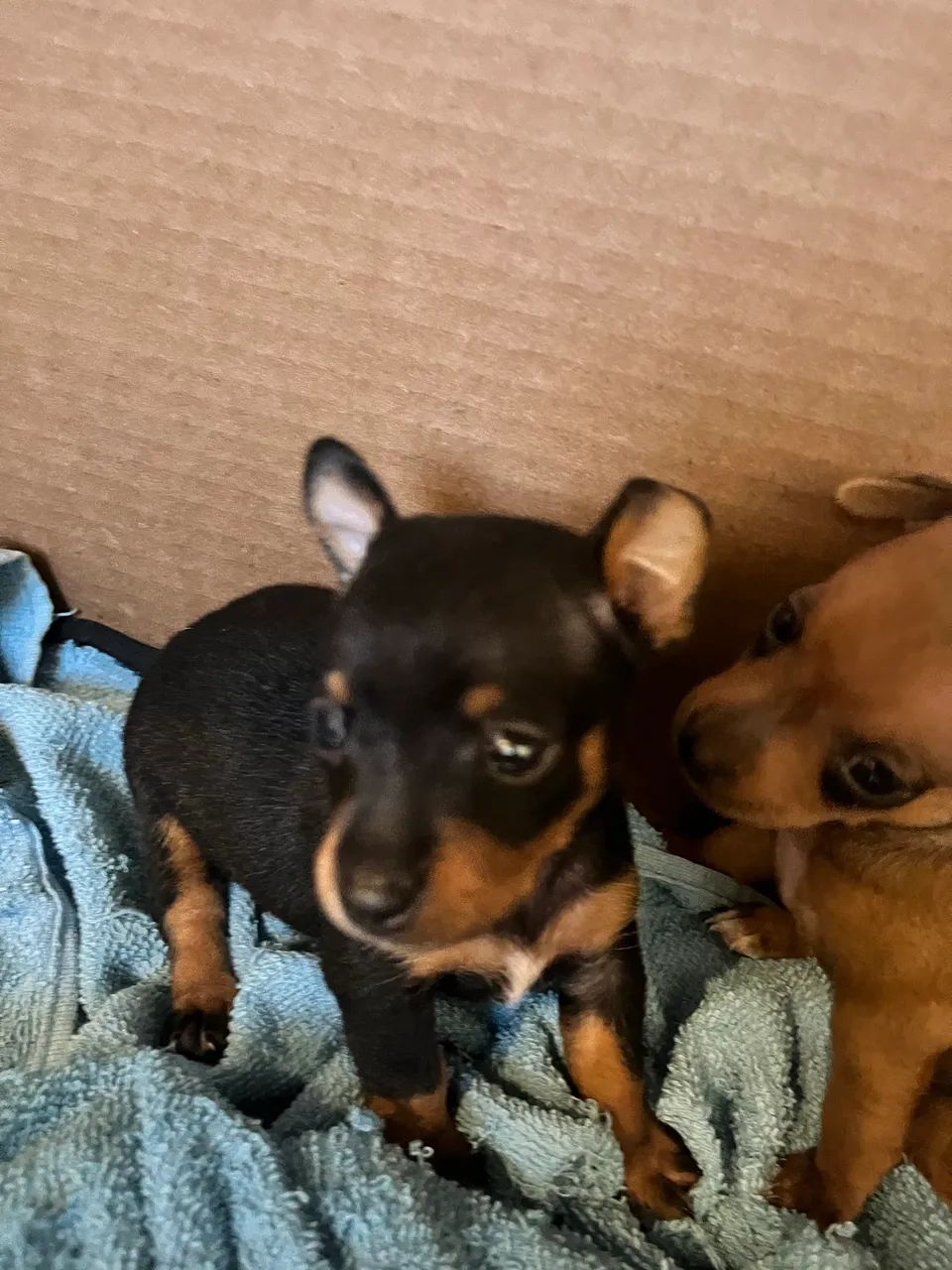 Pinscher macho - Foto 5