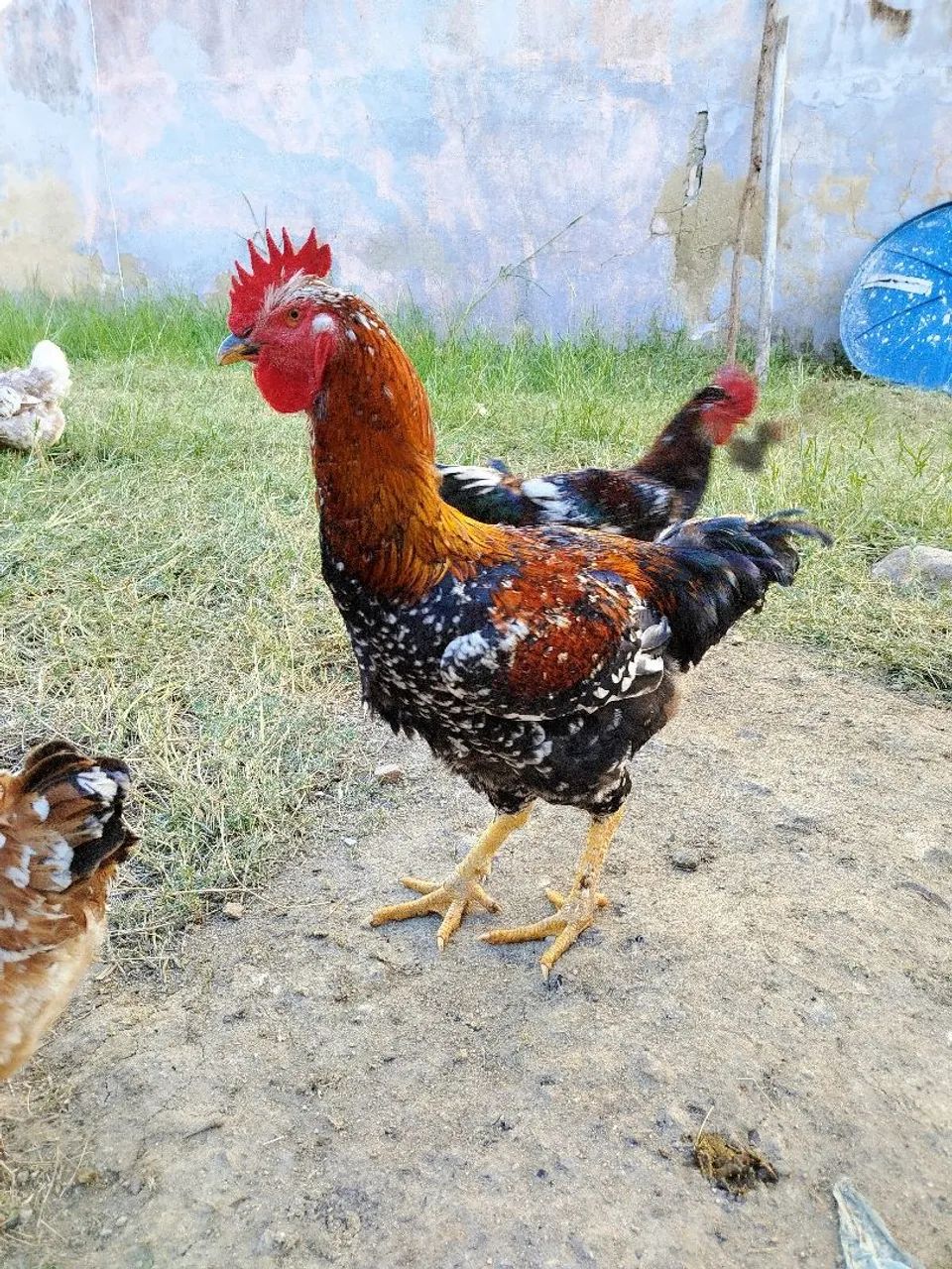 Galinhas gsb sertaneja - Foto 2