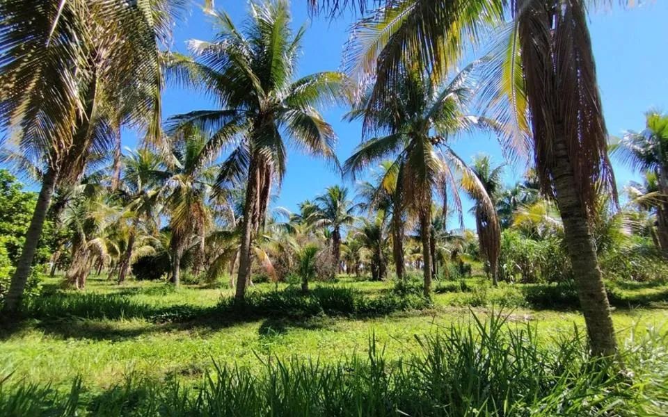 Terenos - Chácara - Zona Rural - Foto 3