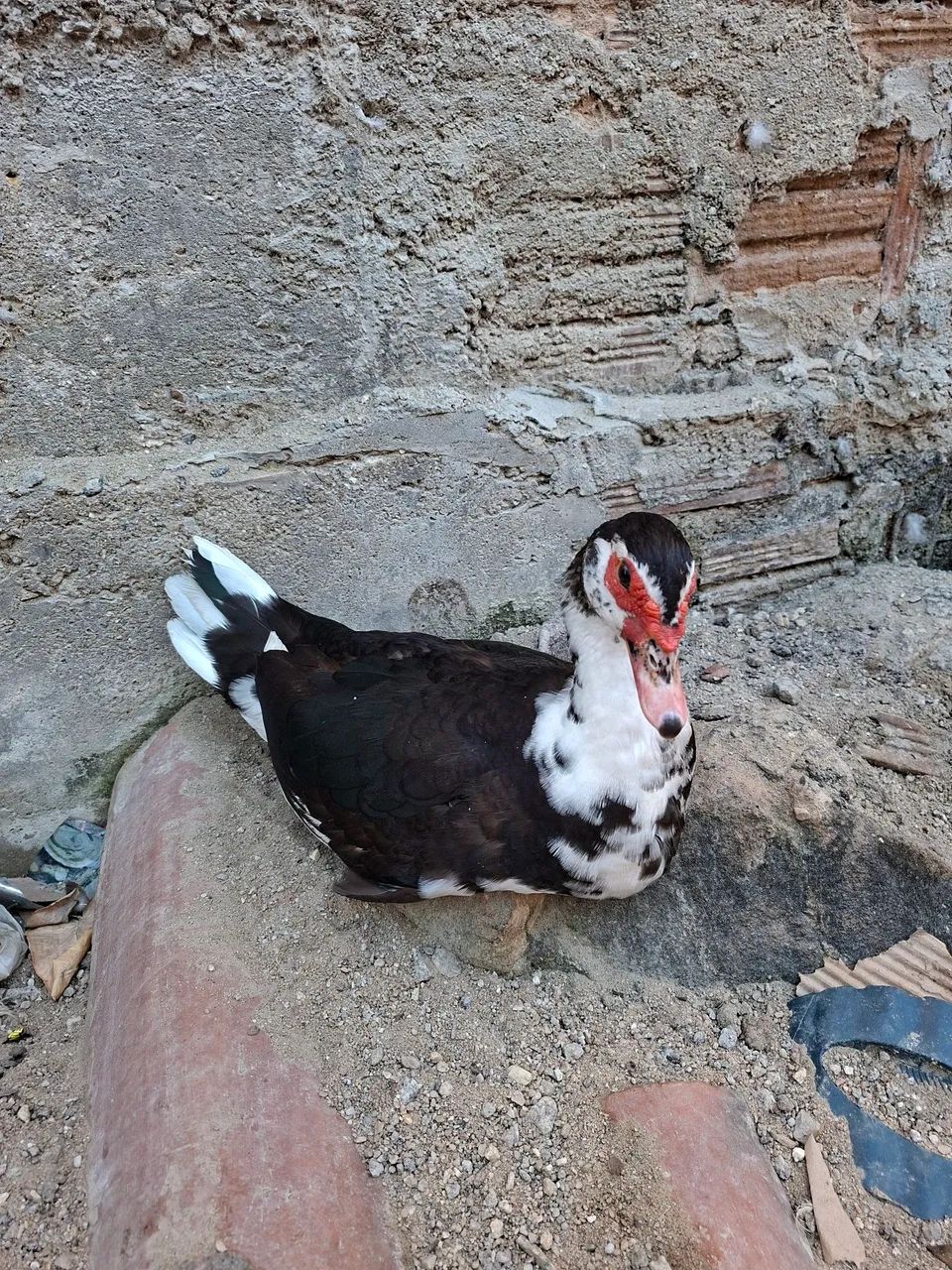 Vendo patos - Foto 3