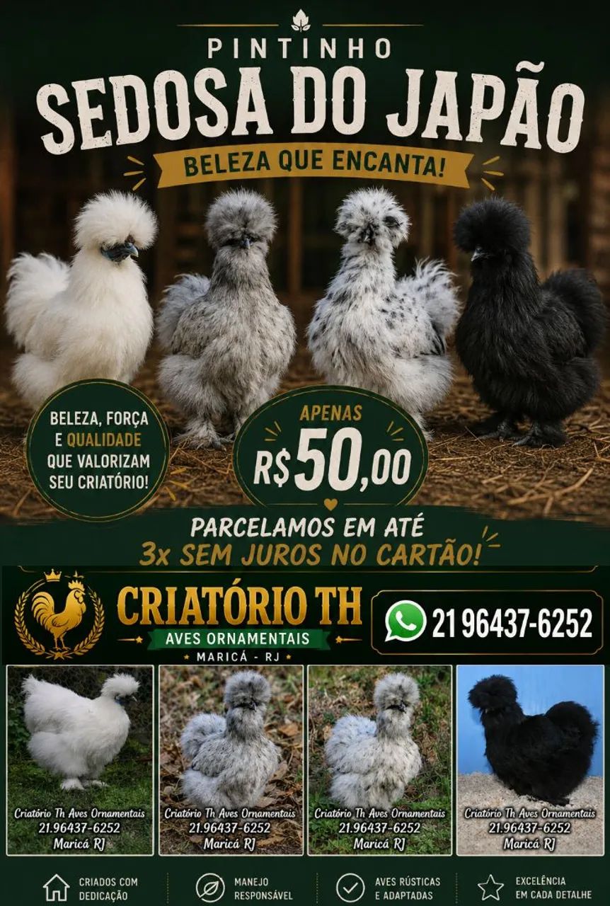 Pintinho Sedosa 