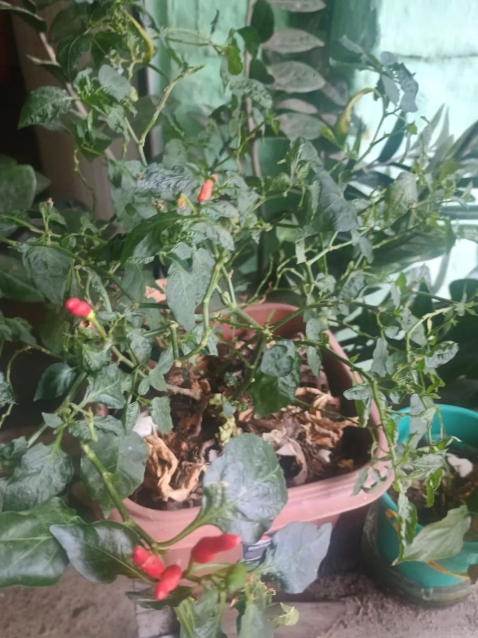 Pimenta ?