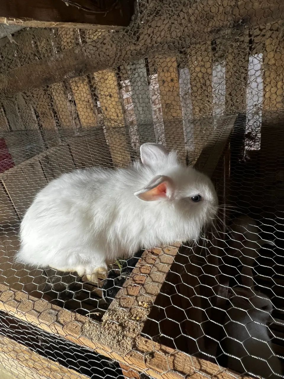 Coelho porte médio pra grande  - Foto 4