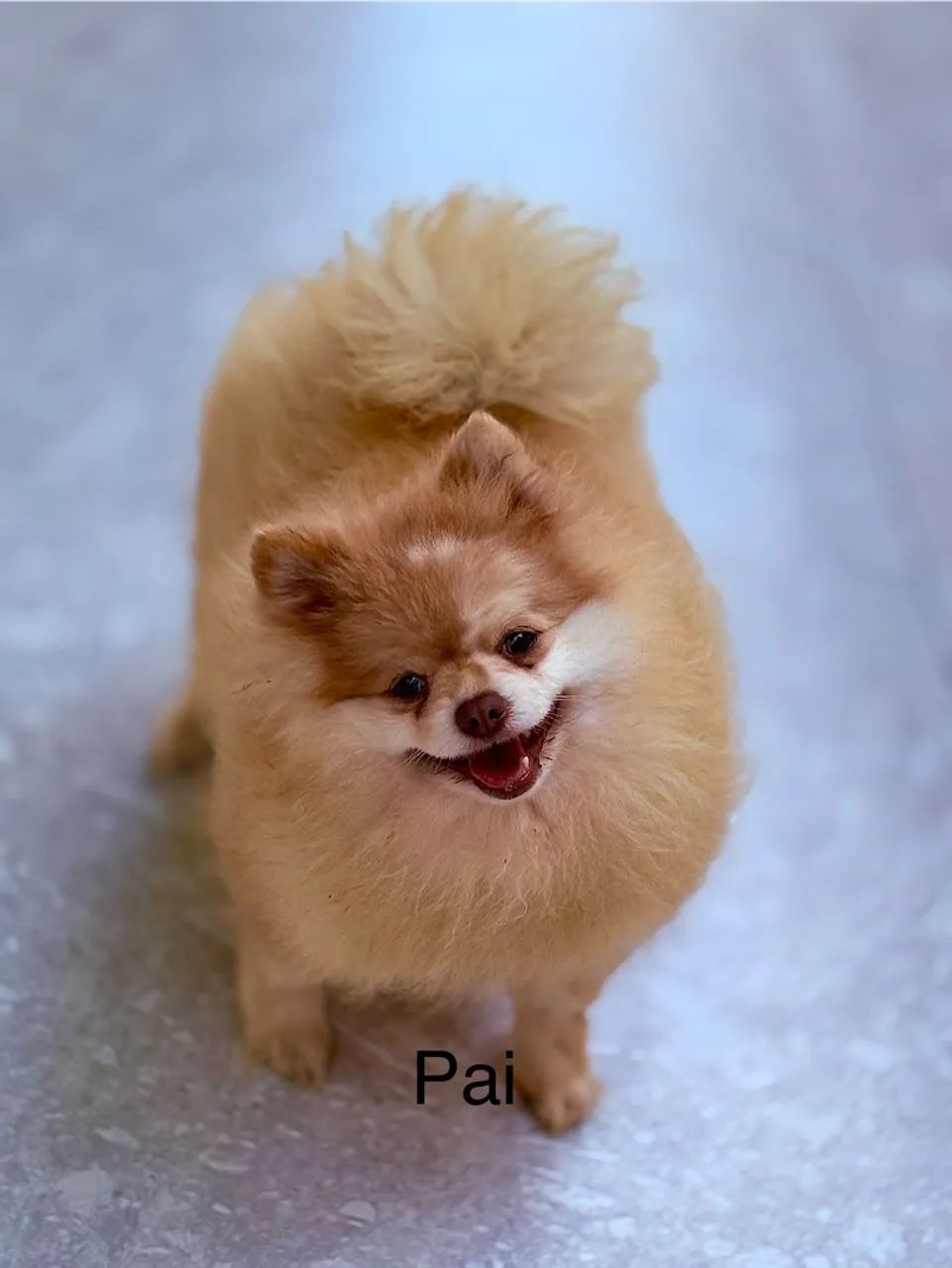 Filhote de spitz alemão  - Foto 4