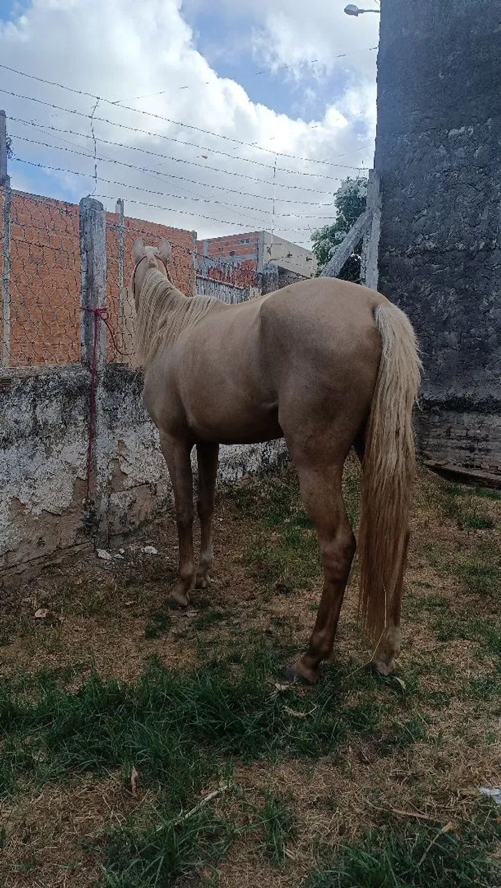 égua / cavalo  - Foto 4