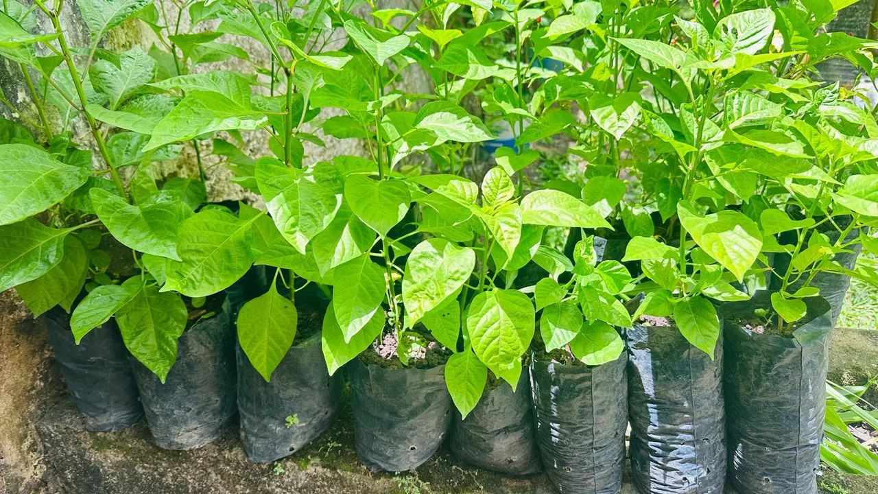 Pimentas - Foto 3