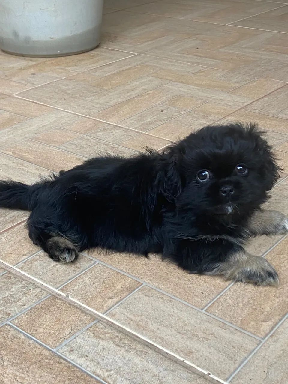 Cachorro