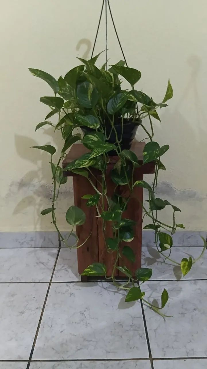 Jiboias 