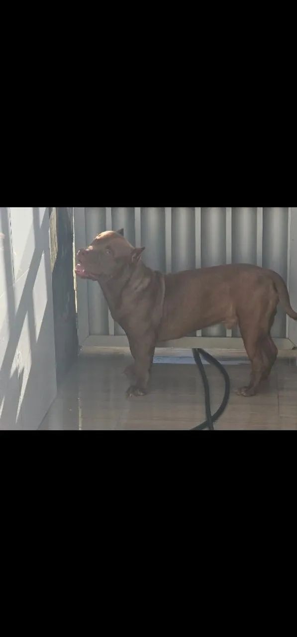 Pitmonster  - Foto 3