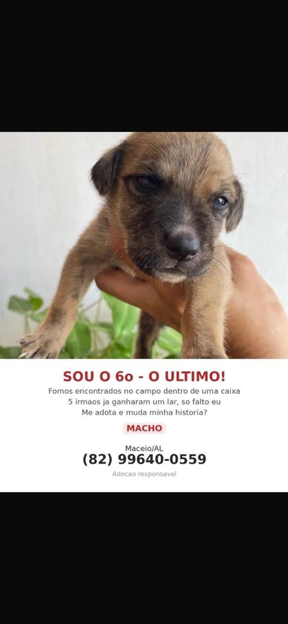 Adoção responsável 