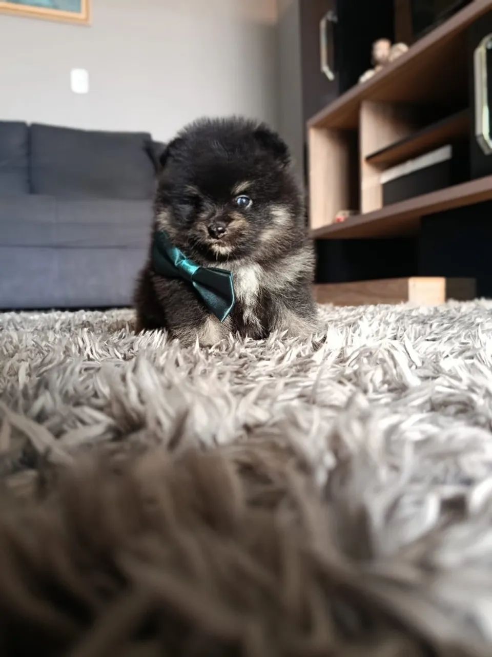 spitz alemão  - Foto 2