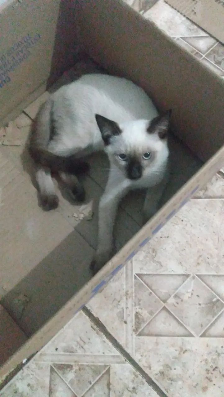 Lindos Gatos  - Foto 4