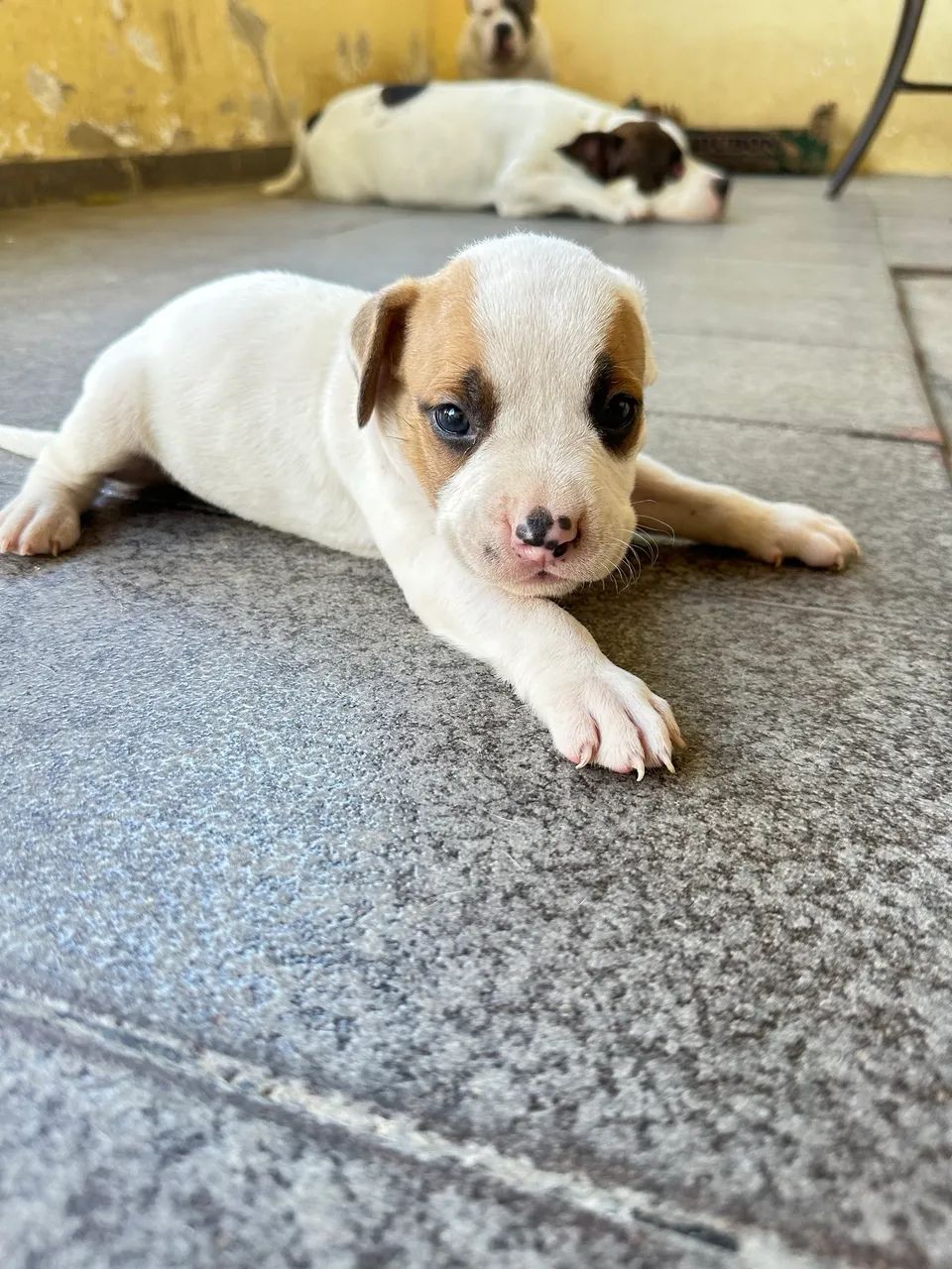 Filhotes American Bully Micro/Pocket - Foto 4