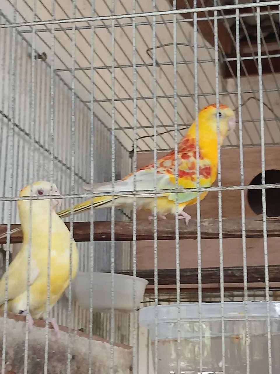 Gaiola a venda  - Foto 4