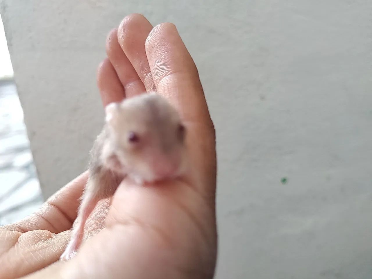 Hamster anão russo  - Foto 4